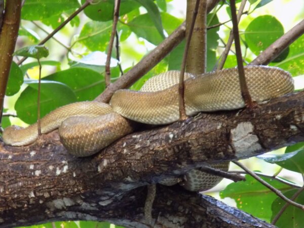 Caroni Swamp and Bird Sanctuary, Trinidad - Happy Days Travel