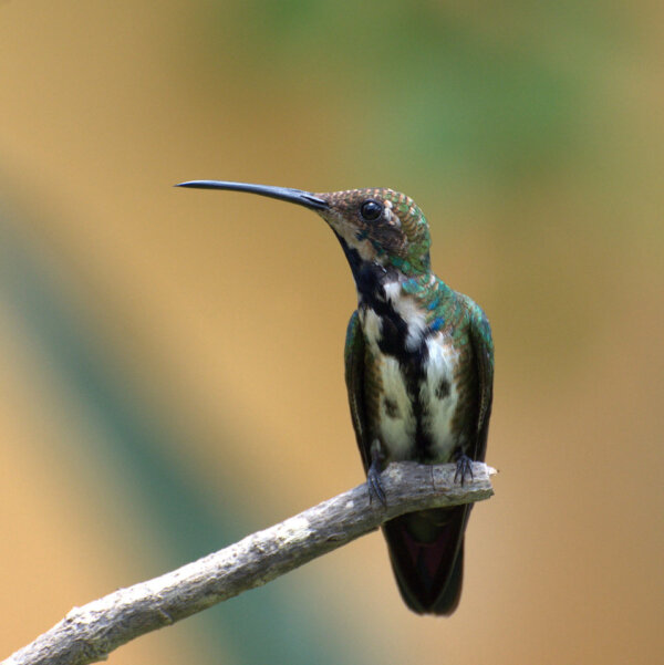 Everything you didn't know about Hummingbirds! - Happy Days Travel