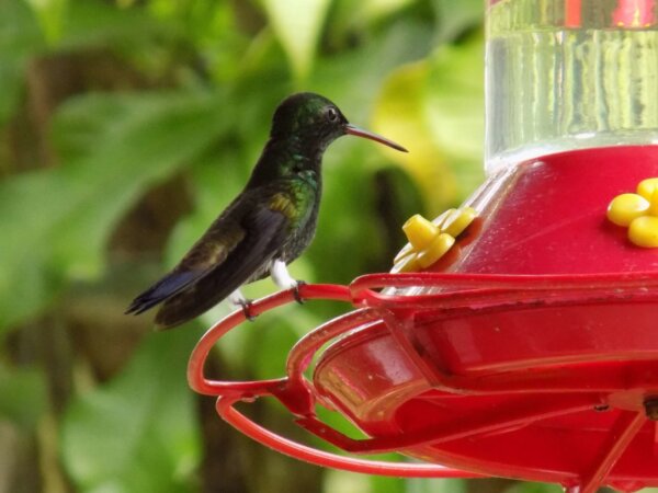 Everything you didn't know about Hummingbirds! - Happy Days Travel