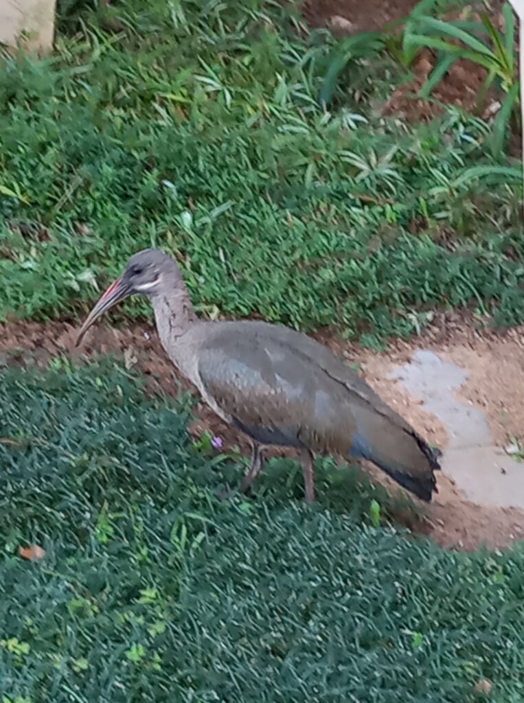 This image shows a grey Hadeba Ibis pecking in the grass